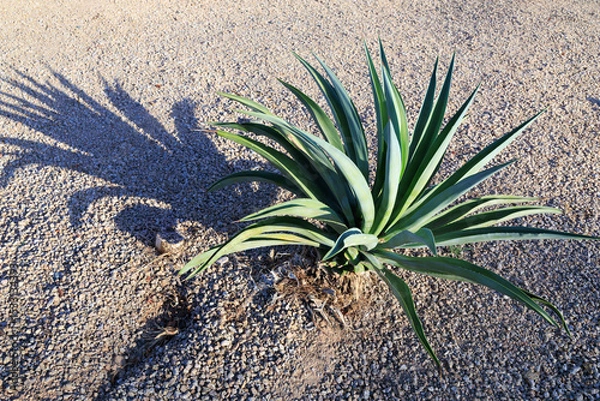 Fototapeta Desert style xeriscaped ground with Blue Agave succulent roadside with a long shadow from low rays of morning sun, closeup
