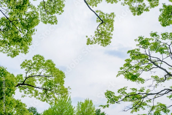 Fototapeta 新緑の木々と空
