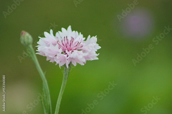 Obraz Flower in focus