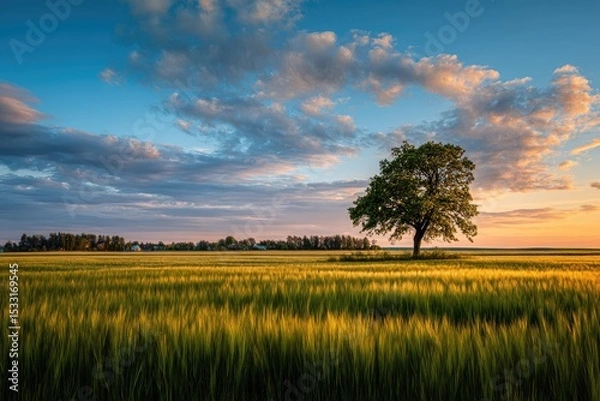 Fototapeta Solitary tree stands in a vast golden wheat field under a vibrant sunset sky, cloudscape painted with warm and cool hues