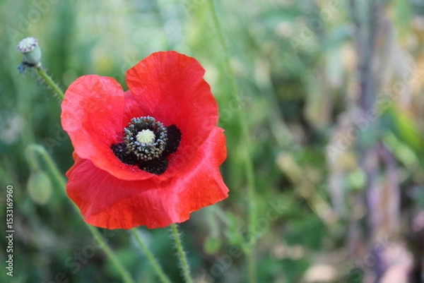 Obraz Poppy flower