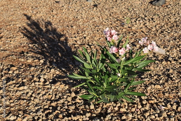 Fototapeta Desert style xeriscaped ground with recently planted pink oleander Nerium Petite and a long shadow from low rays of morning sun, closeup