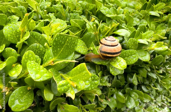 Fototapeta Snail moving through plush green leaf bush