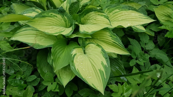 Fototapeta Close-up of Hosta albopicta or Plantain lily variegated yellow-green leaves wet after rain and covered by water drops dew in spring garden. Lush springtime foliage natural background, soft focus.