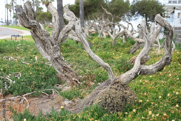 Fototapeta Eucalyptus tree skeleton with twisted trunks and gnarled branches surrounded by blooming ice plants in riparian area, San Diego, California