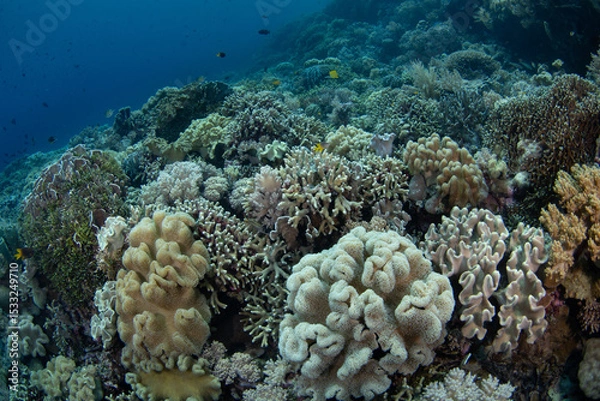 Obraz Healthy corals thrive on a shallow reef in Wakatobi National Park, Indonesia. This remote area is a popular destination for scuba diving and snorkeling due to its incredible marine biodiversity.