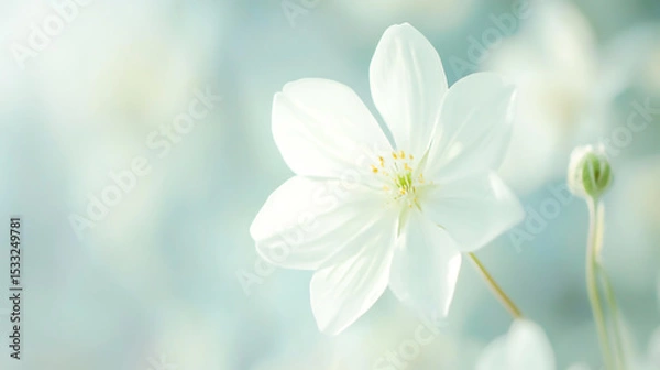 Fototapeta White flower in soft color and blur style for background.