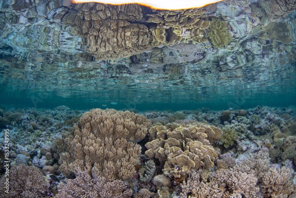 Obraz Healthy corals thrive on a shallow reef in Wakatobi National Park, Indonesia. This remote area is a popular destination for scuba diving and snorkeling due to its incredible marine biodiversity.
