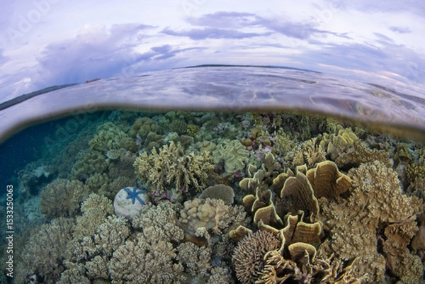 Obraz Healthy corals thrive on a shallow reef in Wakatobi National Park, Indonesia. This remote area is a popular destination for scuba diving and snorkeling due to its incredible marine biodiversity.