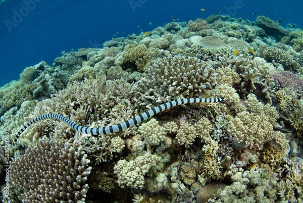 Obraz A Banded sea krait, Laticauda colubrina, cruises over a shallow reef in Wakatobi National Park searching for small prey. These recognizable snakes are extremely venomous but quite docile.
