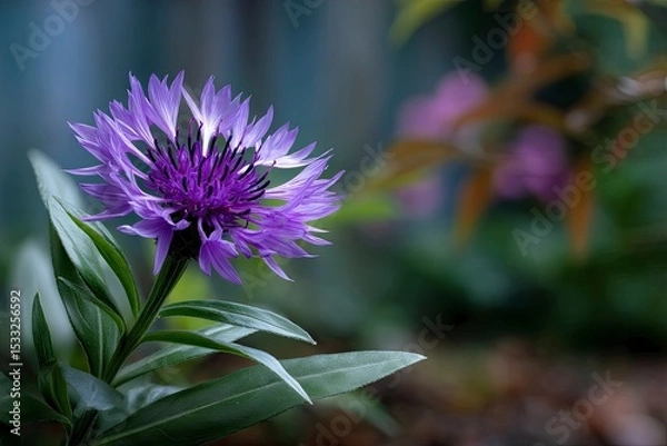Fototapeta Selective focus of purple Centaurea cyanus flower