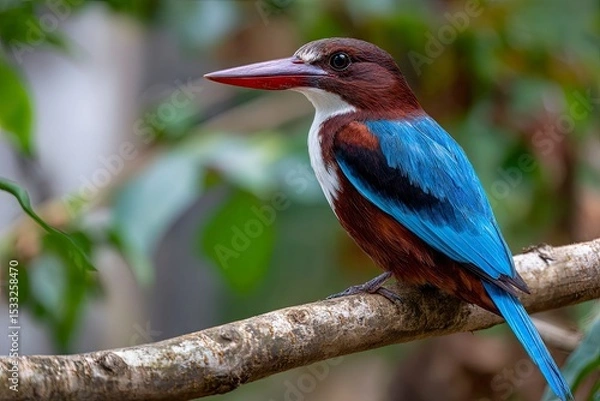 Fototapeta Close-up of a white-necked kingfisher with bright blue wings perched on a branch in its natural habitat