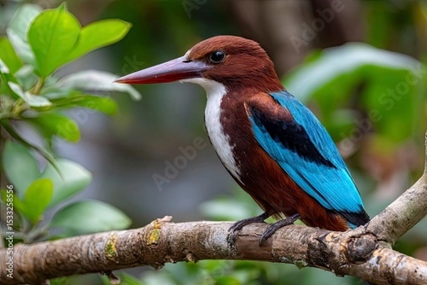 Fototapeta Close-up of a white-necked kingfisher with bright blue wings perched on a branch in its natural habitat