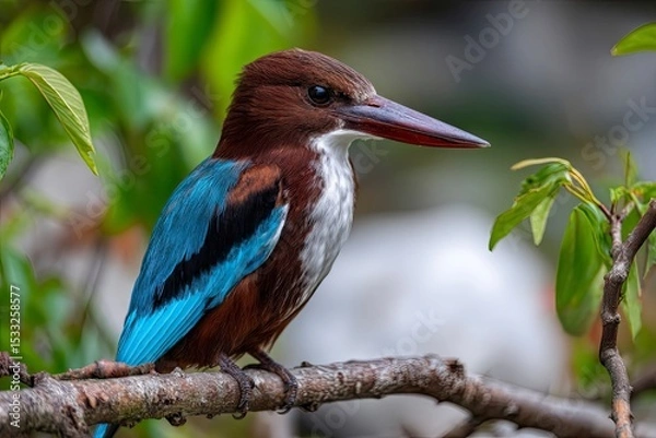 Fototapeta Close-up of a white-necked kingfisher with bright blue wings perched on a branch in its natural habitat