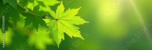 Obraz Fresh, vibrant green maple leaves unfurling in springtime , May, branch