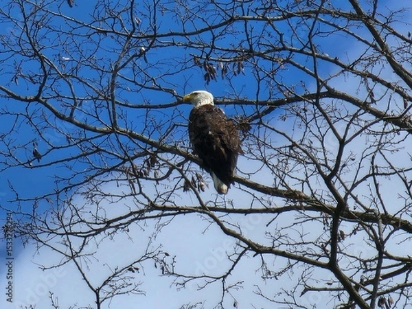 Fototapeta bald eagle on tree