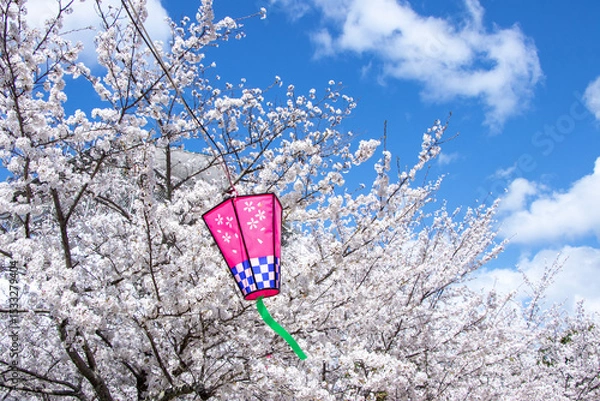 Fototapeta 春爛漫、青空と桜と提灯