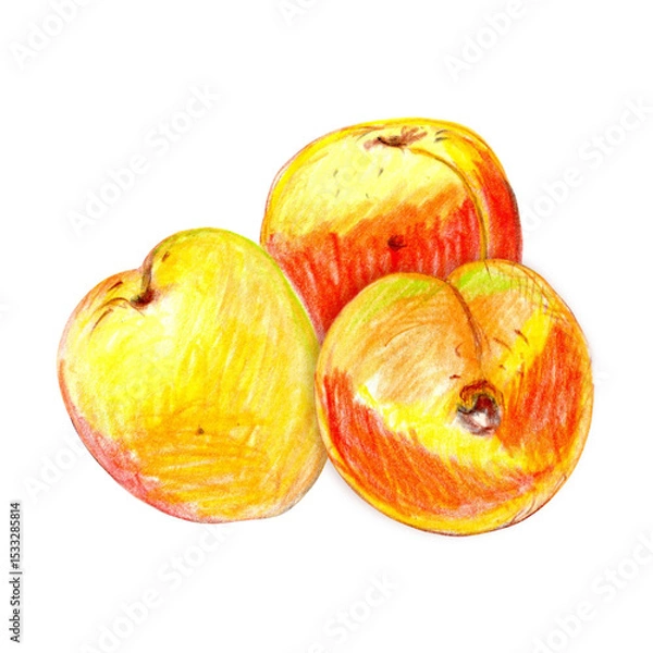 Obraz Sketch art of apricot hand drawn with colored pencils in orange, yellow, red and green colors