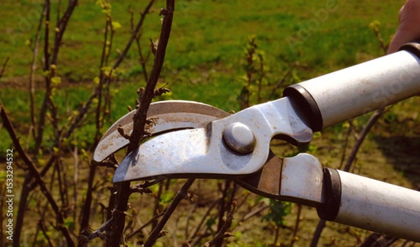 Fototapeta Pruning trees with pruning shears in the garden