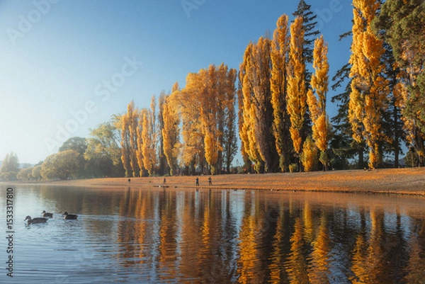 Obraz Bright yellow trees in the countryside in the peak of autumn in New Zealand.