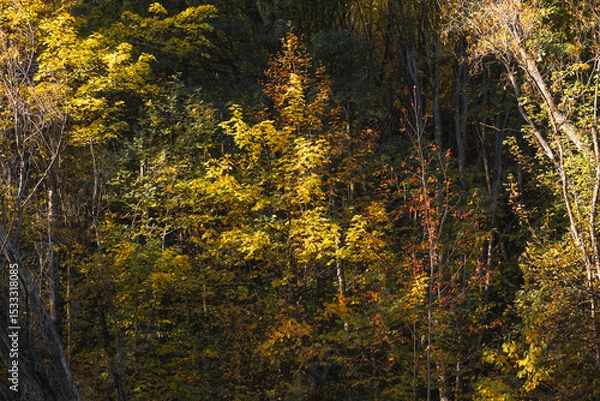 Obraz Bright yellow trees in the countryside in the peak of autumn in New Zealand.