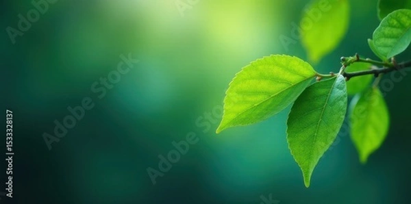 Fototapeta Lime and turquoise leaf on blue-green tree branch, nature, leaf