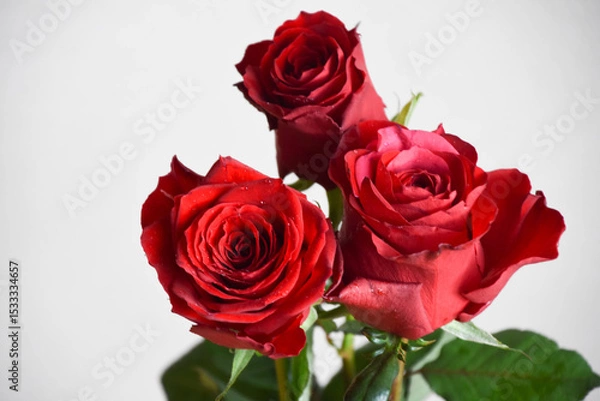 Fototapeta 赤い薔薇