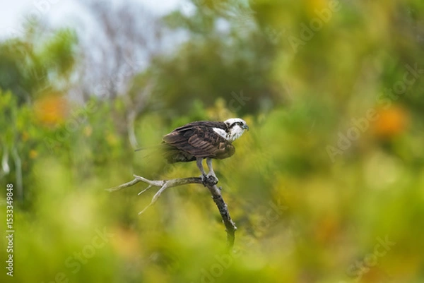 Obraz An osprey fluffs its wings