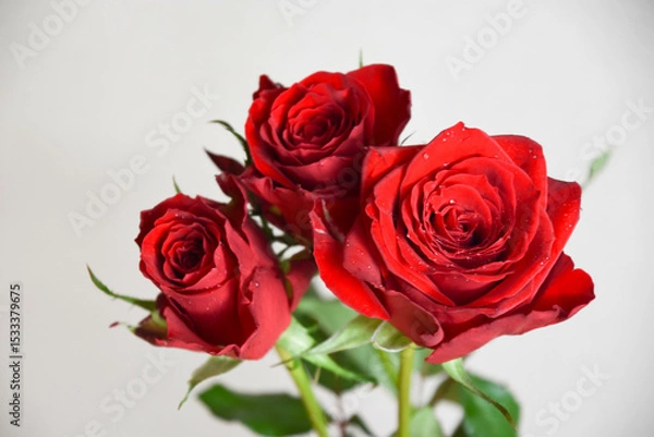 Fototapeta 赤いばら