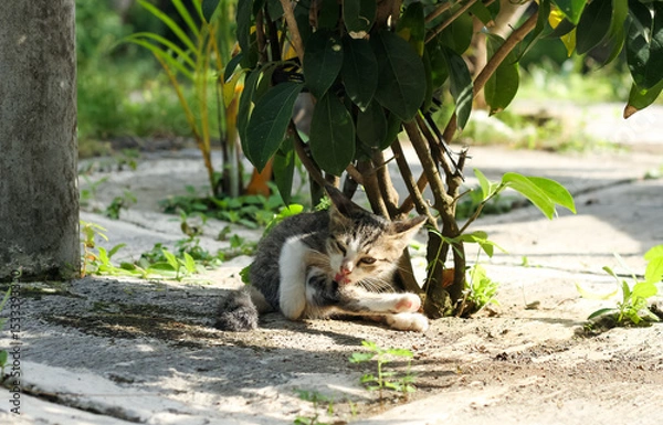Obraz Photo of a small cat licking its paw.