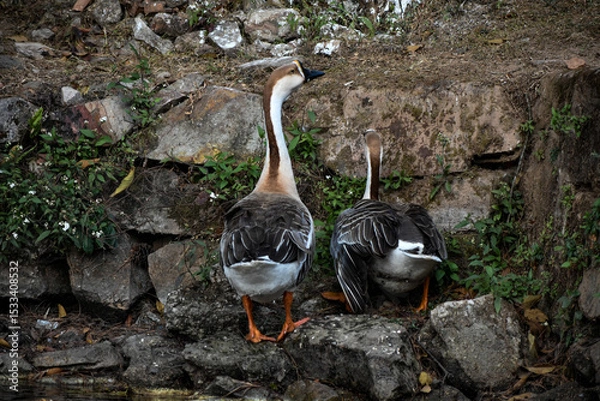 Fototapeta Two geese by a rocky wall. One preening, one looking.