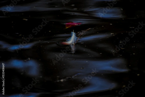 Fototapeta A single white feather floats gently on dark, rippling water, illuminated by soft light.