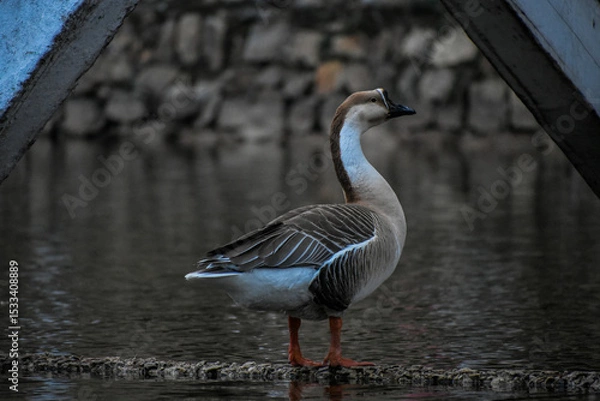 Fototapeta A majestic grey and white goose stands tall by the calm water's edge. A peaceful scene of wildlife in its natural habitat.