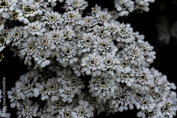 Fototapeta Bright white tiny flowers clustered together, showcasing nature's delicate beauty and the freshness of spring blooms