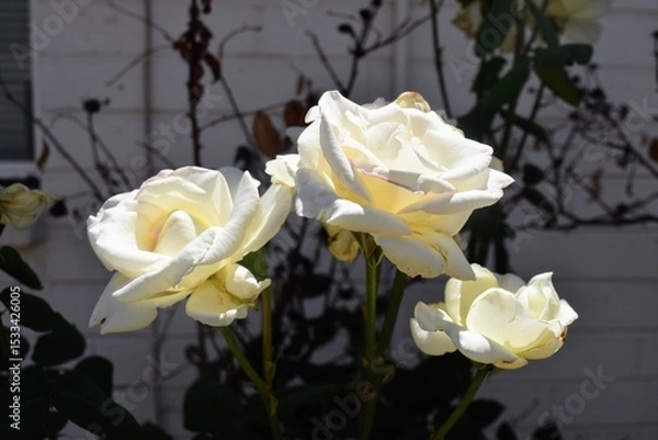 Obraz White Roses