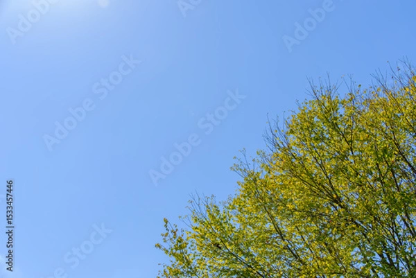 Fototapeta 晴天の青空と新緑の木々のコントラスト