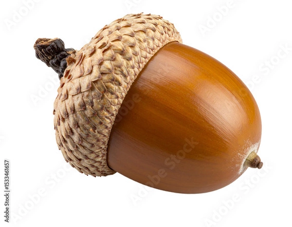 Fototapeta Brown acorn with cap isolated on white background.