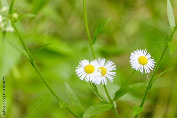 Obraz ハルジオンの白い花と緑の背景
