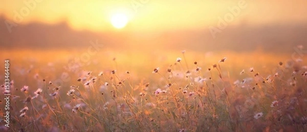 Fototapeta Golden Summer Field with Floral Blooms under Hazy Dusk Light