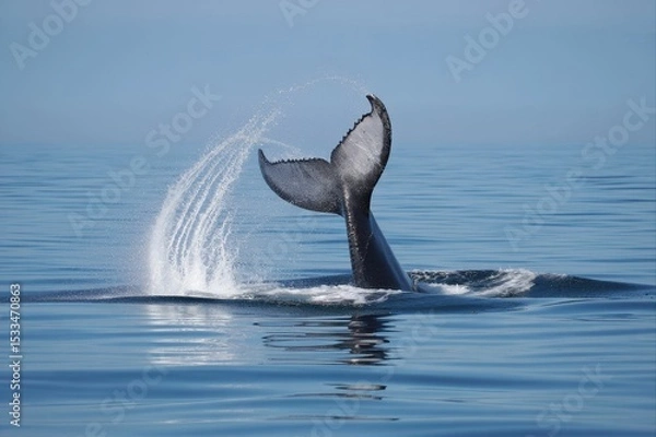 Fototapeta Humpback Whale Tail Splashing in Calm Ocean Waters Under Clear Sky