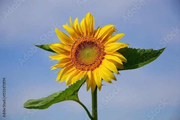 Fototapeta Bright and Vibrant Sunflower Against a Clear Blue Sky