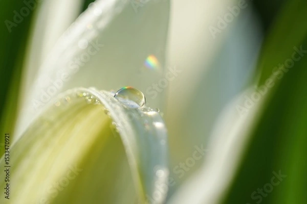 Fototapeta Close-Up of Fresh Flower Petal with Dew Drop and Rainbow Reflection