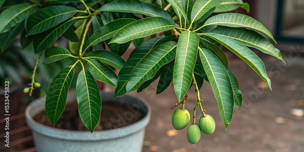 Obraz green mangos plant
