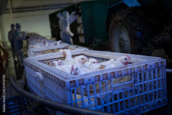 Obraz Adult broiler chickens in boxes on a conveyor. Workers load boxes with birds into a truck