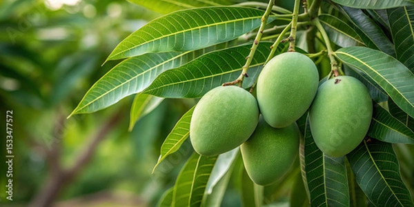 Obraz green mangos plant