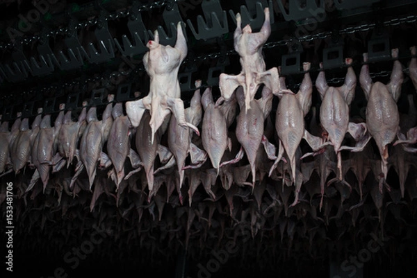 Obraz Refrigerator with broiler chicken meat. Conveyor with chicken meat products