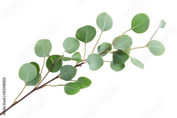 Fototapeta Eucalyptus branch with round leaves, green foliage, botanical illustration, nature element, herbal decoration, transparent overlay, isolated on transparent background