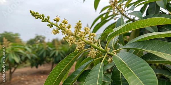 Obraz green mangos plant