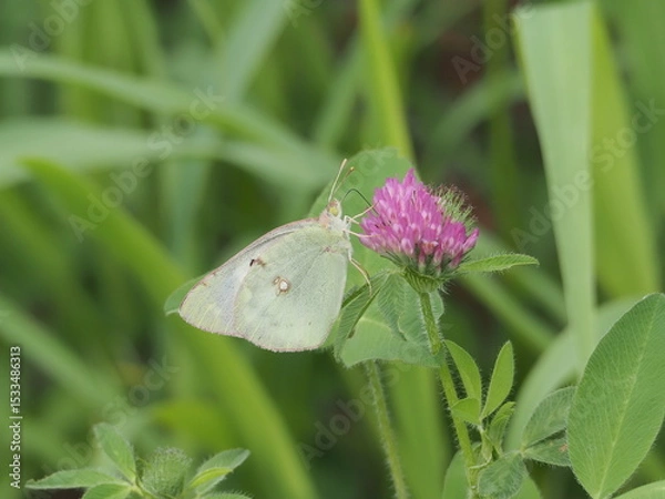 Obraz モンキチョウ