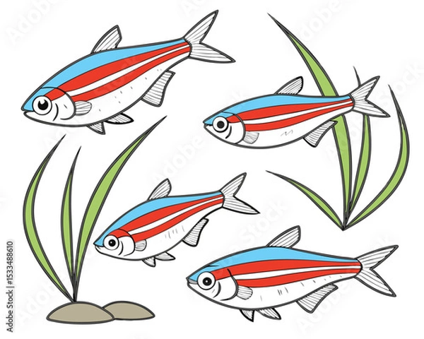 Fototapeta Collection set of A neon tetras with glowing blue and red stripes In different perspectives